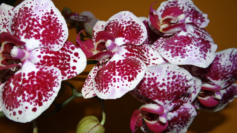 White and Red Spotted Orchids