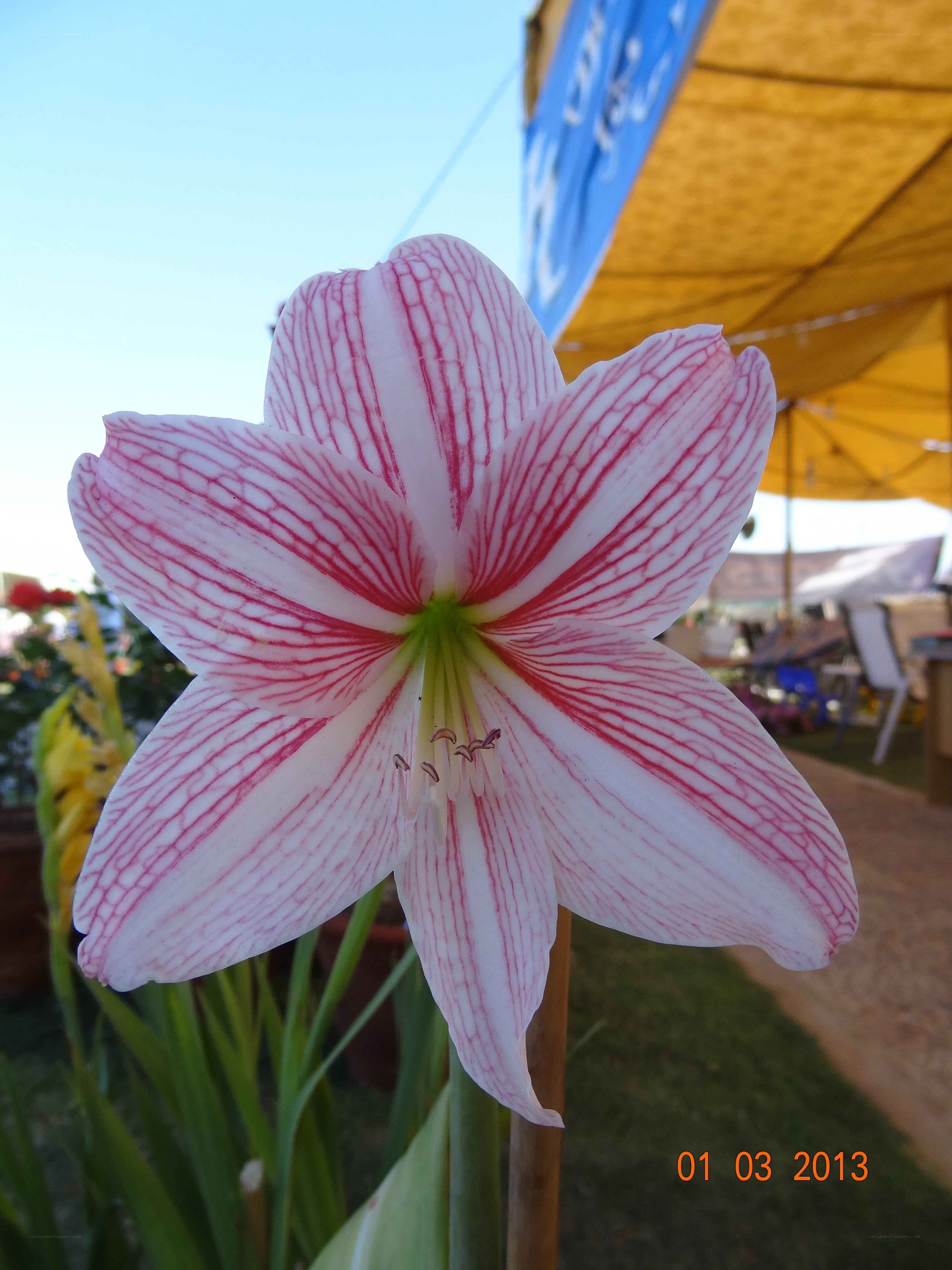 white and red striped flower