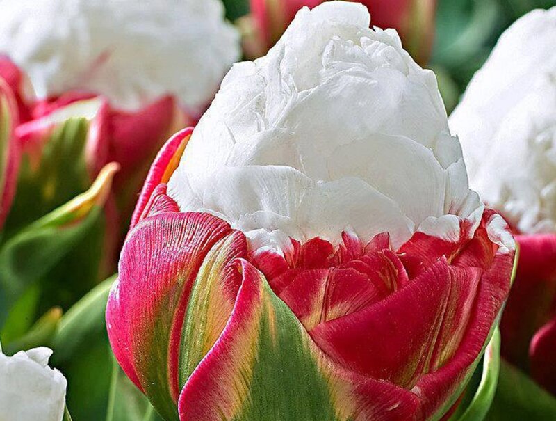 White and Red Tulip — Calm