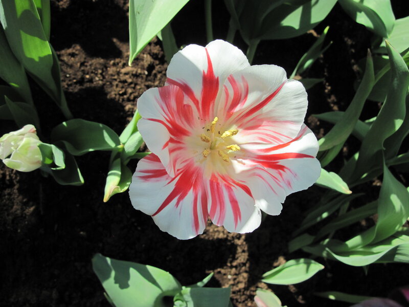White and Red Tulip — Serene, Afternoon