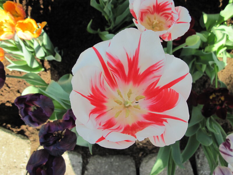White and Red Tulip — Serene, Spring