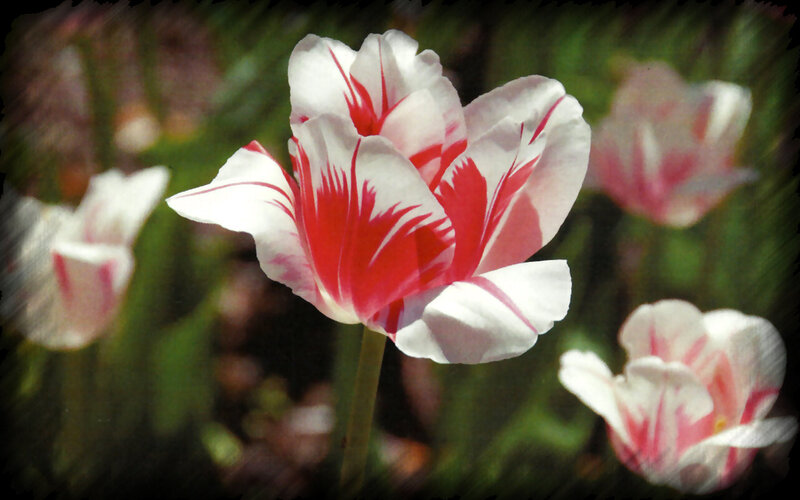 White and Red Tulip — Serene