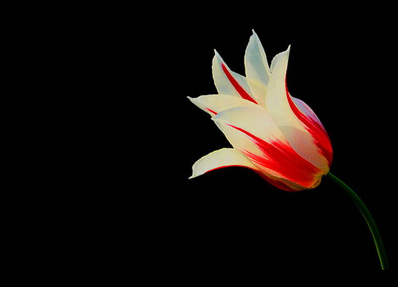 White and Red Tulip