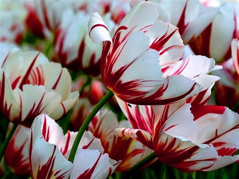 White and Red Tulips — Calm, Spring, Photograph, Flowers