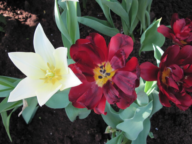 White and Red Tulips — Calm, Spring, Photograph