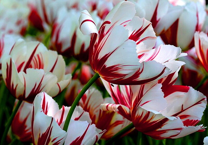 White and Red Tulips — Calm, Spring