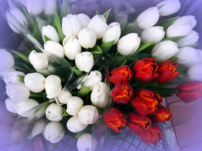 White and Red Tulips — Calm