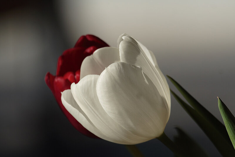 White and Red Tulips — Dramatic