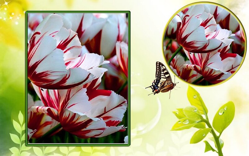 White and Red Tulips — Green