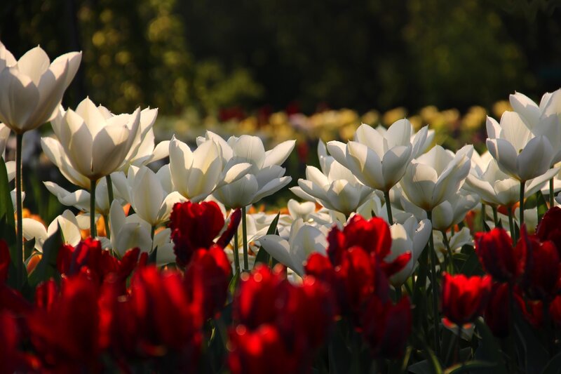 White and Red Tulips — Serene, Afternoon