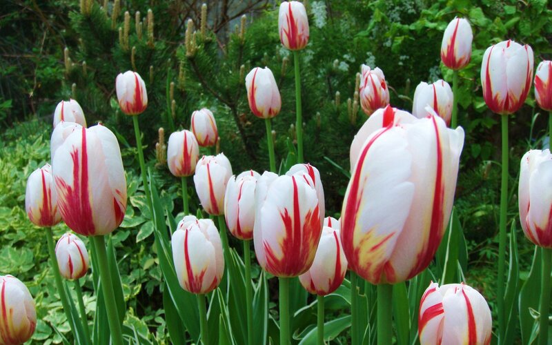 White and Red Tulips — Serene, Spring, Photograph, Flowers, Green Leaves