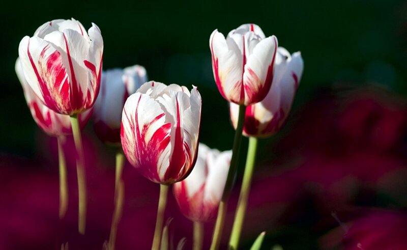 White and Red Tulips — Serene, Spring, Photograph, Flowers, Stems