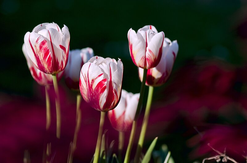 White and Red Tulips — Serene, Spring, Photograph, Flowers