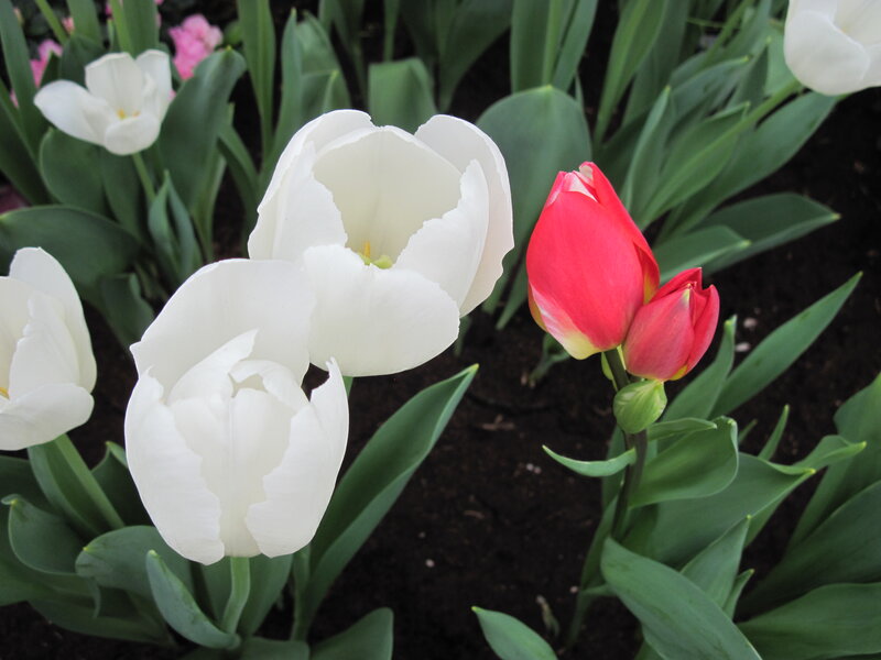 White and Red Tulips — Serene, Spring, Photograph