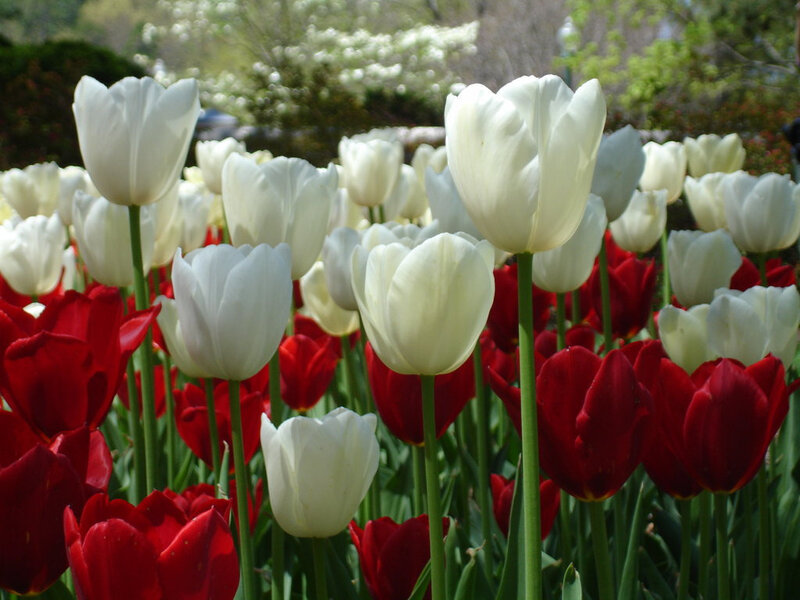 White and Red Tulips — Serene, Spring