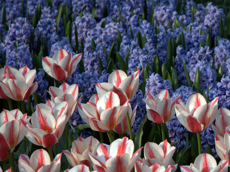 White and Red Tulips — Serene
