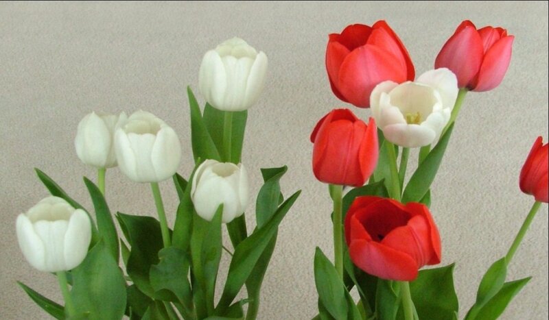 White and red tulips