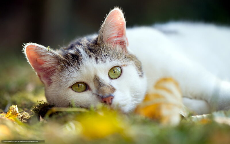 White and Tabby Cat — Calm, Afternoon, Photograph