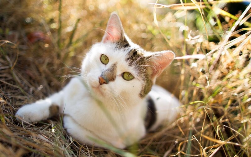 White and Tabby Cat — Calm, Afternoon