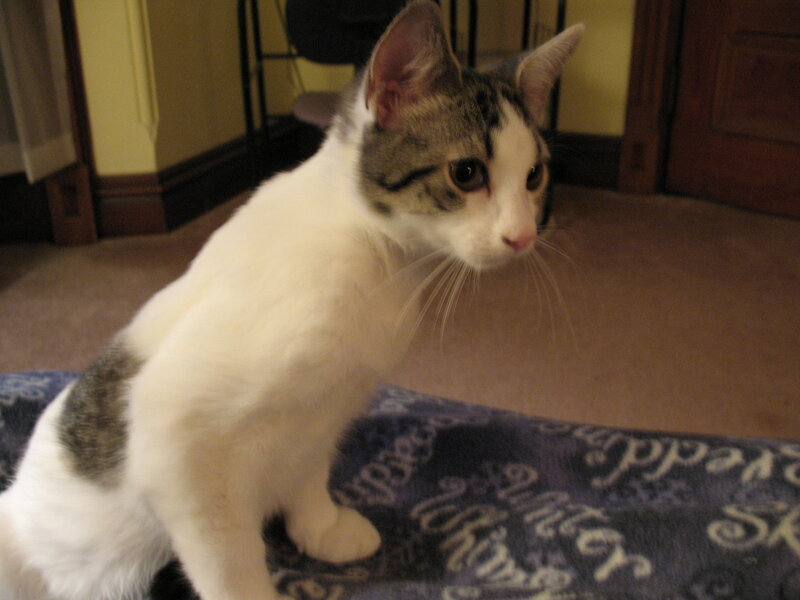 White and Tabby Cat — Calm