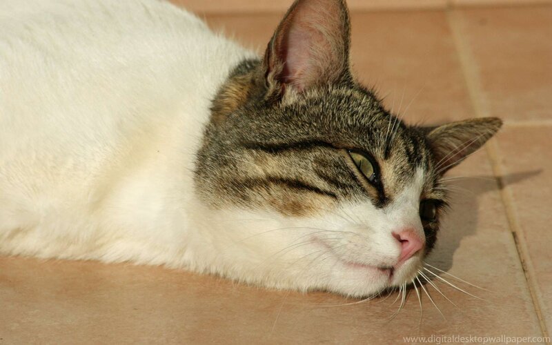 white and tabby cat resting