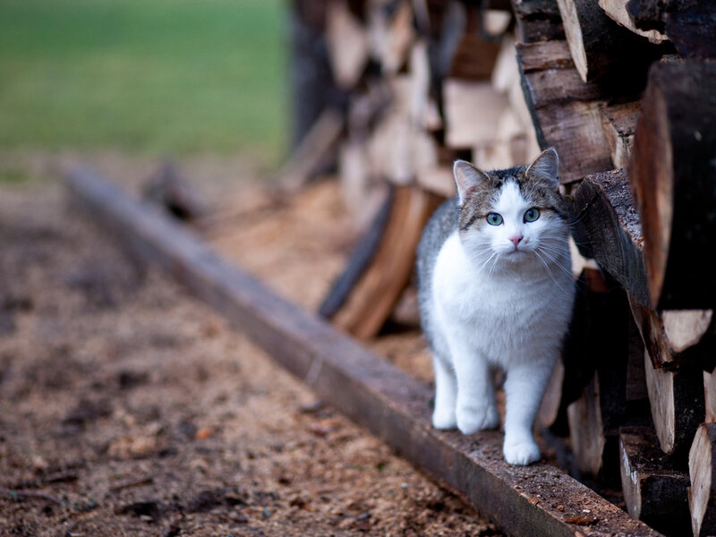 White and Tabby Cat