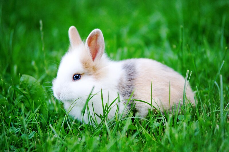 White and Tan Bunny