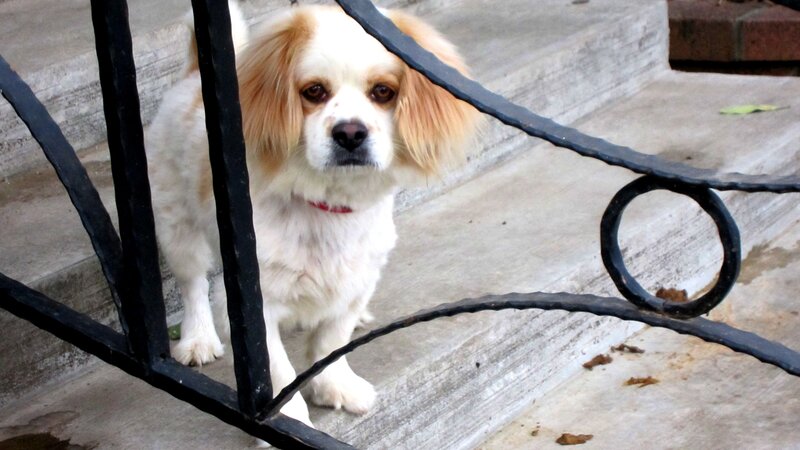 White and Tan Dog