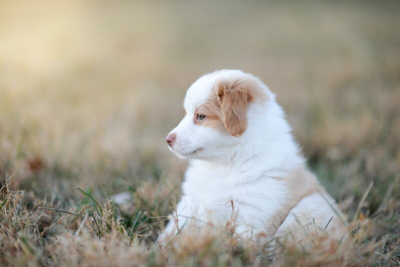 White and Tan Puppy — Calm