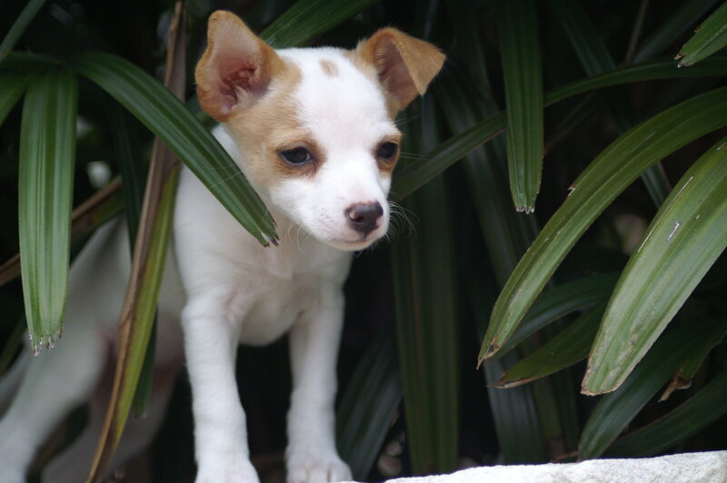 White and Tan Puppy