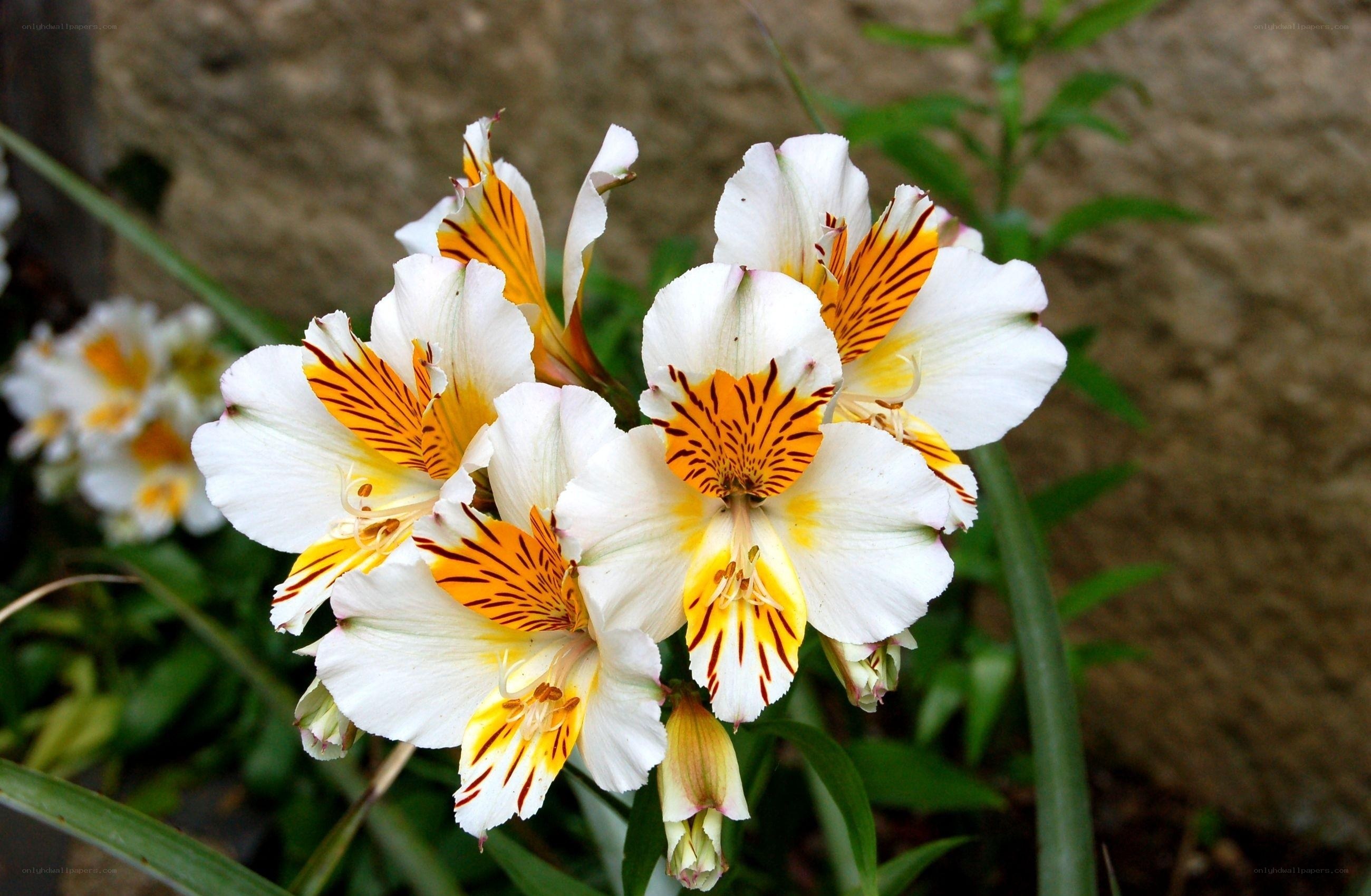 white and yellow alstroemeria flowers