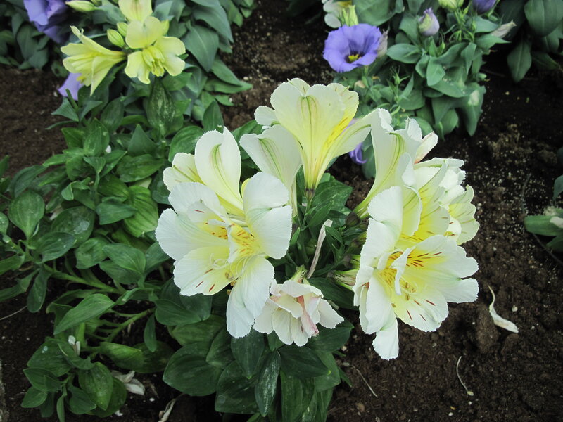 White and Yellow Alstroemeria