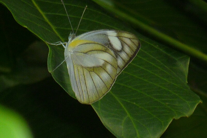 White and Yellow Butterfly — Green