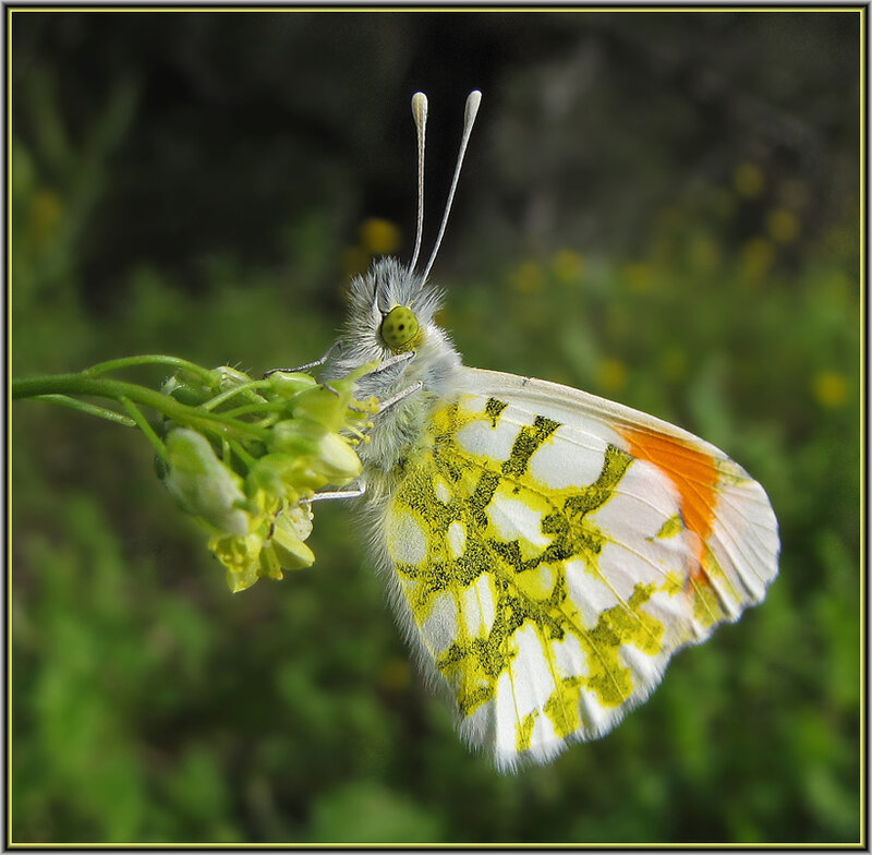 White and Yellow Butterfly