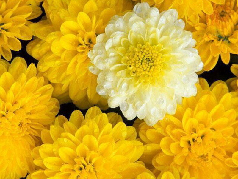 White and Yellow Chrysanthemums — Calm, Photograph