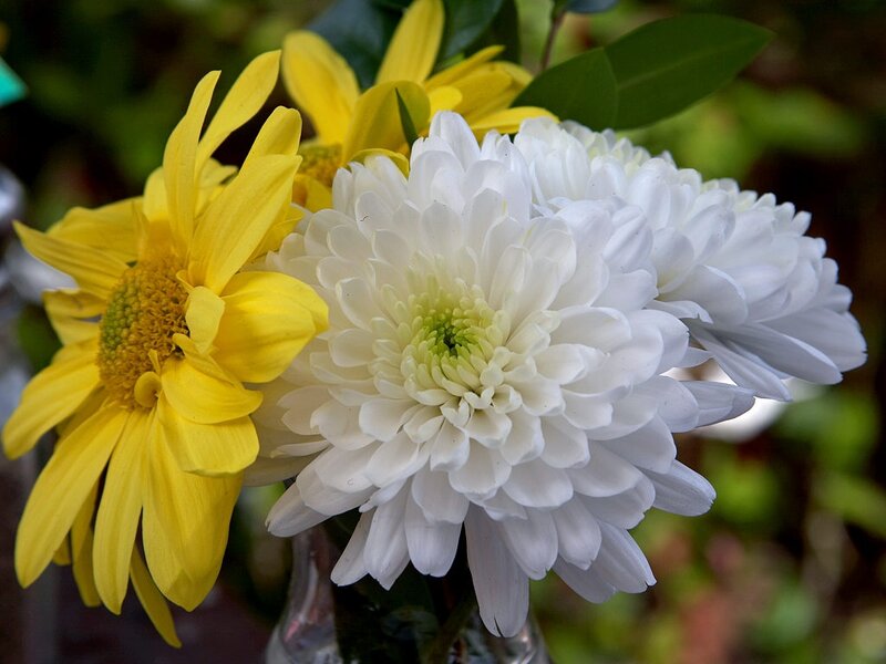 White and Yellow Chrysanthemums — Calm
