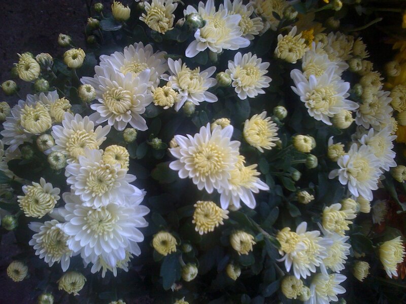 White and yellow chrysanthemums
