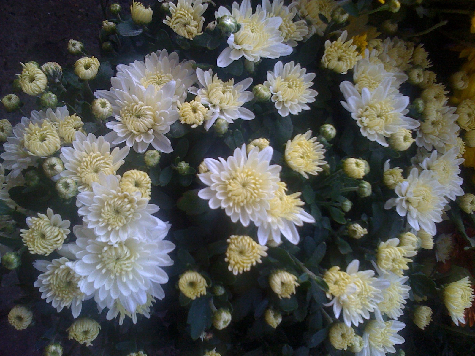 White and yellow chrysanthemums