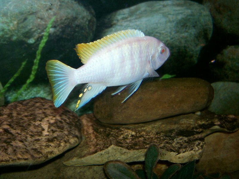 White and Yellow Cichlid Fish