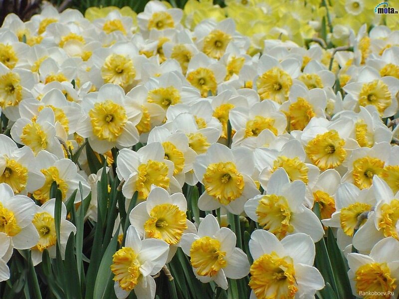 White and Yellow Daffodils — Calm, Spring, Photograph