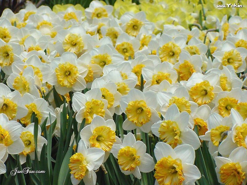 White and Yellow Daffodils — Calm