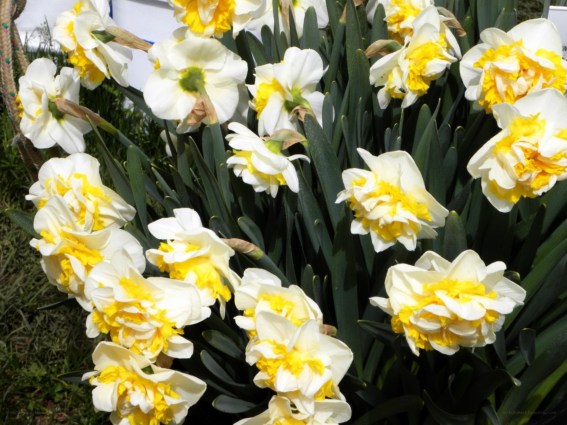 White and yellow daffodils in bloom