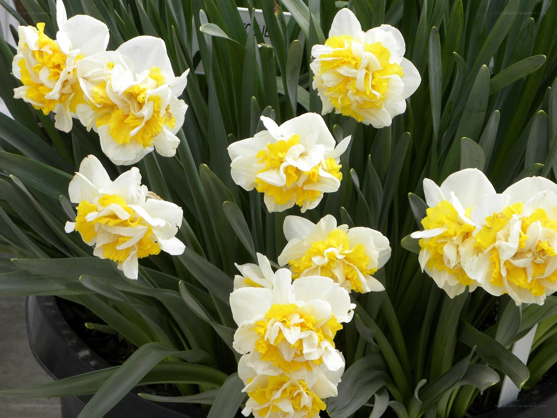 White and yellow daffodils