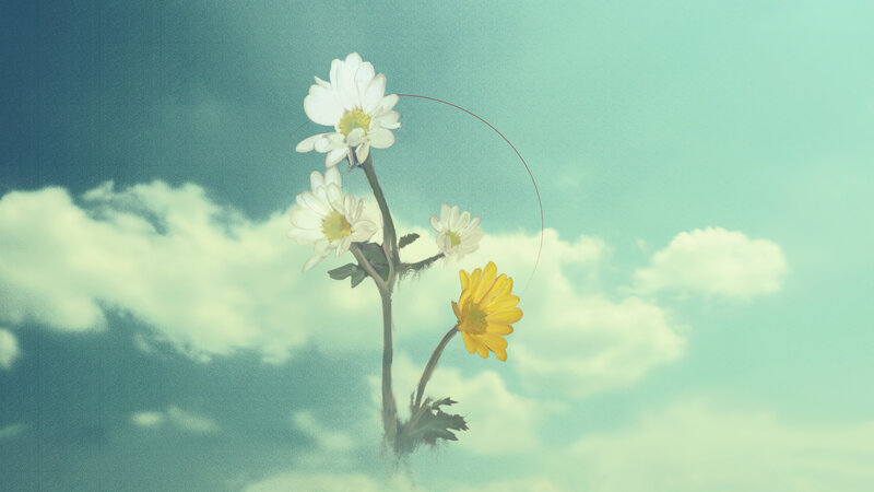 White and Yellow Daisies — Blue