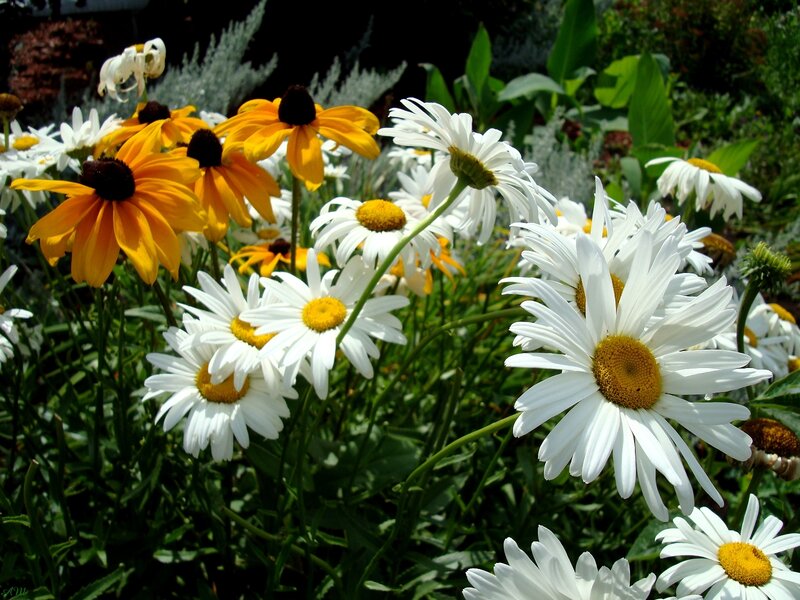White and yellow daisies in garden