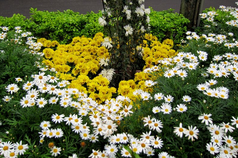 White and Yellow Daisies