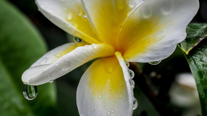 White and Yellow Flower — Serene, Photograph
