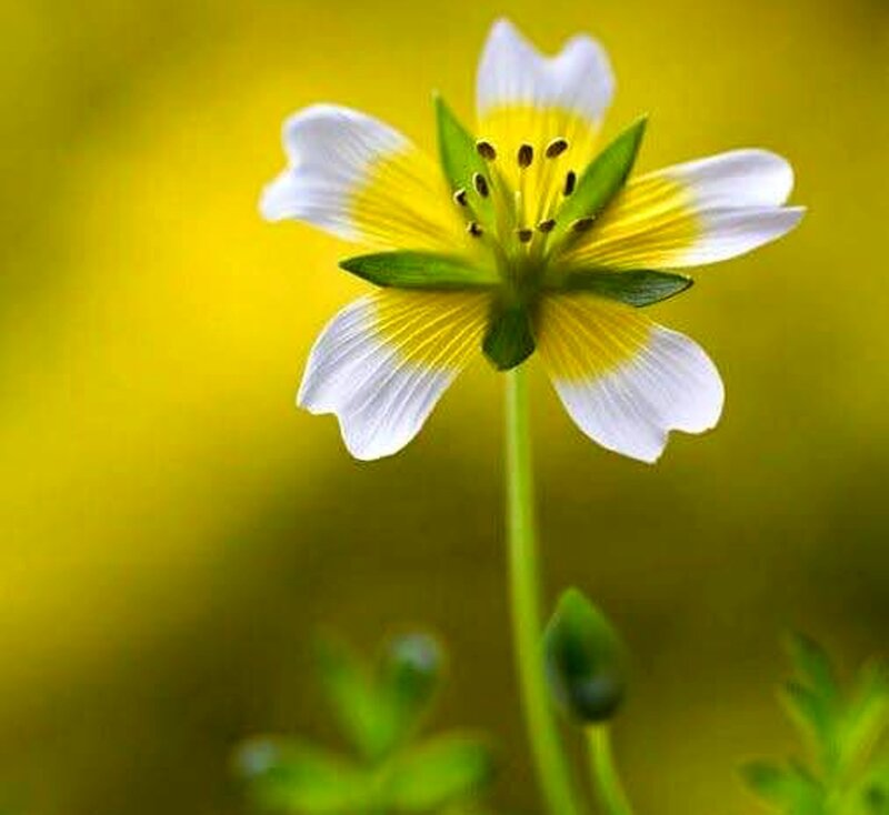 White and Yellow Flower — Serene, Spring