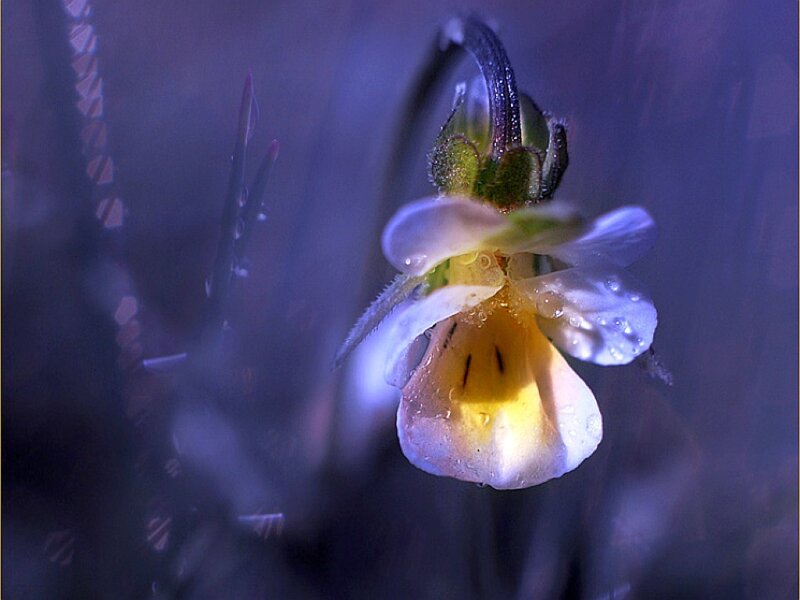 White and Yellow Flower