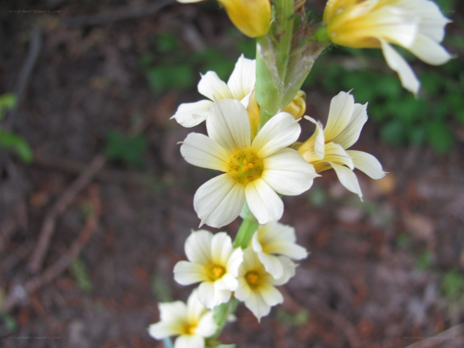 white and yellow flowers